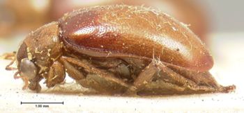 Media type: image; Entomology 18383   Aspect: habitus lateral view